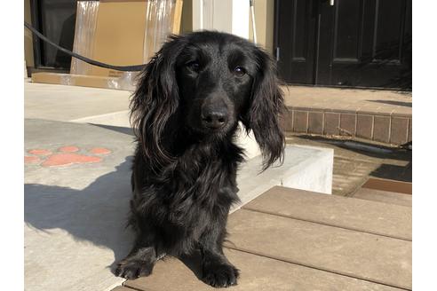 販売中のカニンヘンダックスフンド(ロングヘアード)の親犬